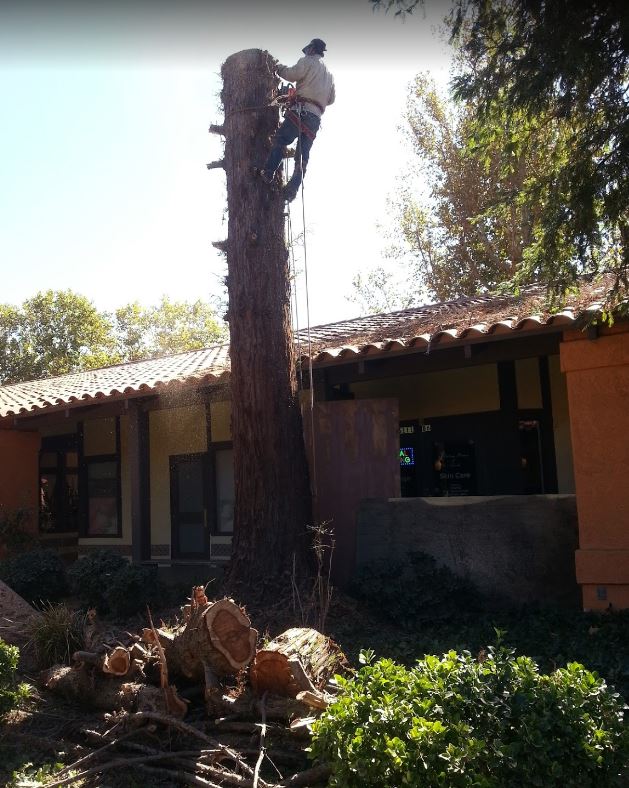 Tree Trimming, Tree Removal, Tree Care Services, Orange County, CA, OC, Tree Service, Palam Tree Trimming, Tree Maintenance, Arborist Service, Commercial Tree Service, Emergency Tree Service, Stump Grinding, Stump Removal, Tree Crown Reduction, Pruning Service, Annual Tree Pruning Services, Annual Tree Trimming Service, Stump Grinding Services, Stump Removal Services, Residential Tree Services, Commercial Tree Services, commercial landscape maintenance, commercial landscape services, industrial landscape services, HOA Lanscape service, Apartment landscape service